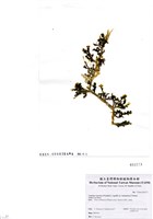 藏品(Caulerpa racemosa (Forsskal) J. Agardh var. lamourousii (Turner) Weber-van Bosse)的圖片